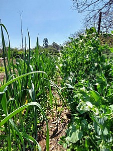 ��� ������� ���� ������