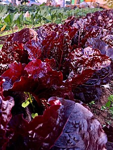 ����� �������, ����� ������������ �������. ������ ����� ������ ����