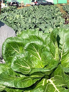 ������ �����-������