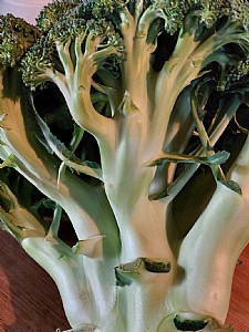 ��� ����� ���� ������� ����� ������ �������.