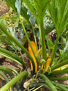 ������ ��� ��� ���� ����-����� ���� �� ��� �����...