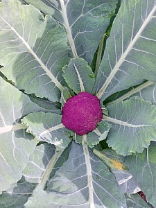 ��� ������ ���� �� ���� ������ ����