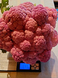 ���� ��� ���� ���� ������ �������