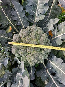 ��� ������ ���� ����� ����