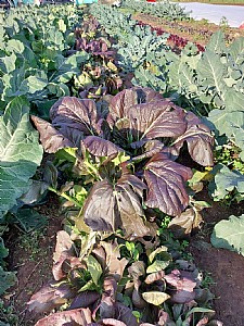 ��� ������� ��������� ����... (: