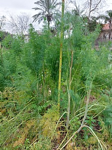 ������ ����� �� ����� ����� ��� 