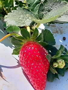 ��� ���, ��� ������� ���� ������� (�������).
����� ������